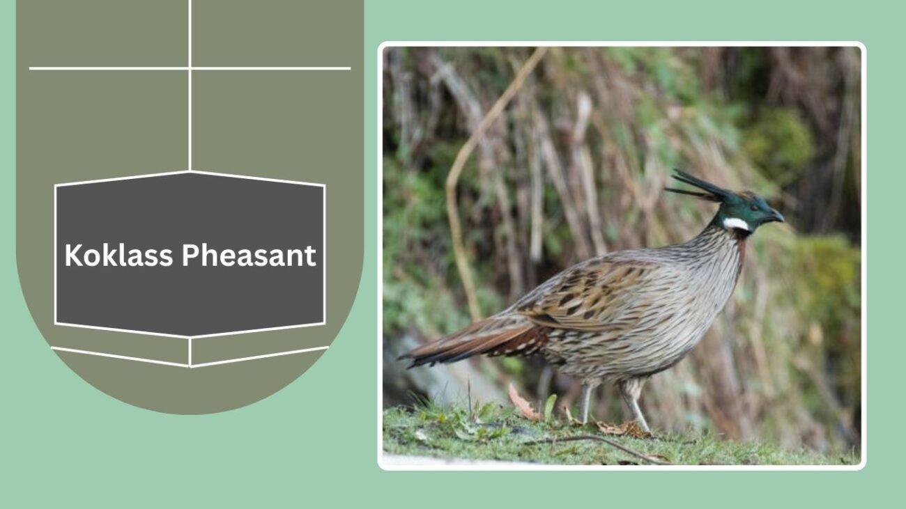 Koklass Pheasant