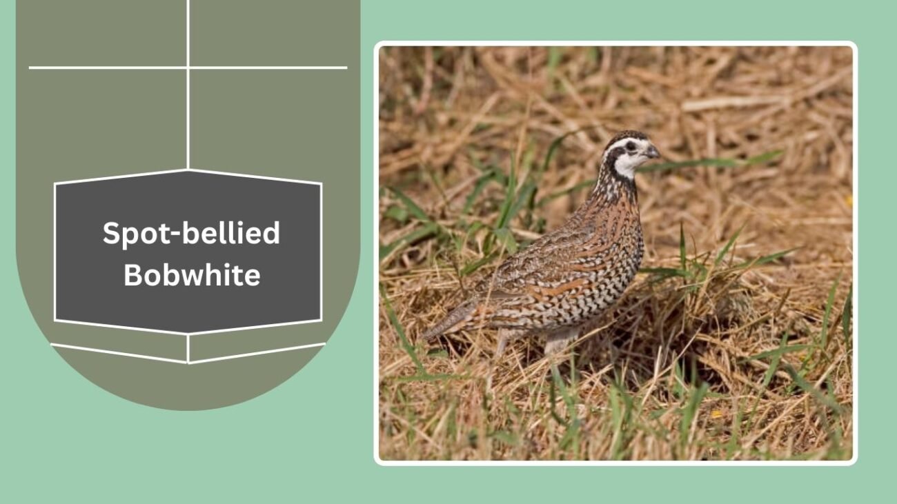 Spot-bellied Bobwhite