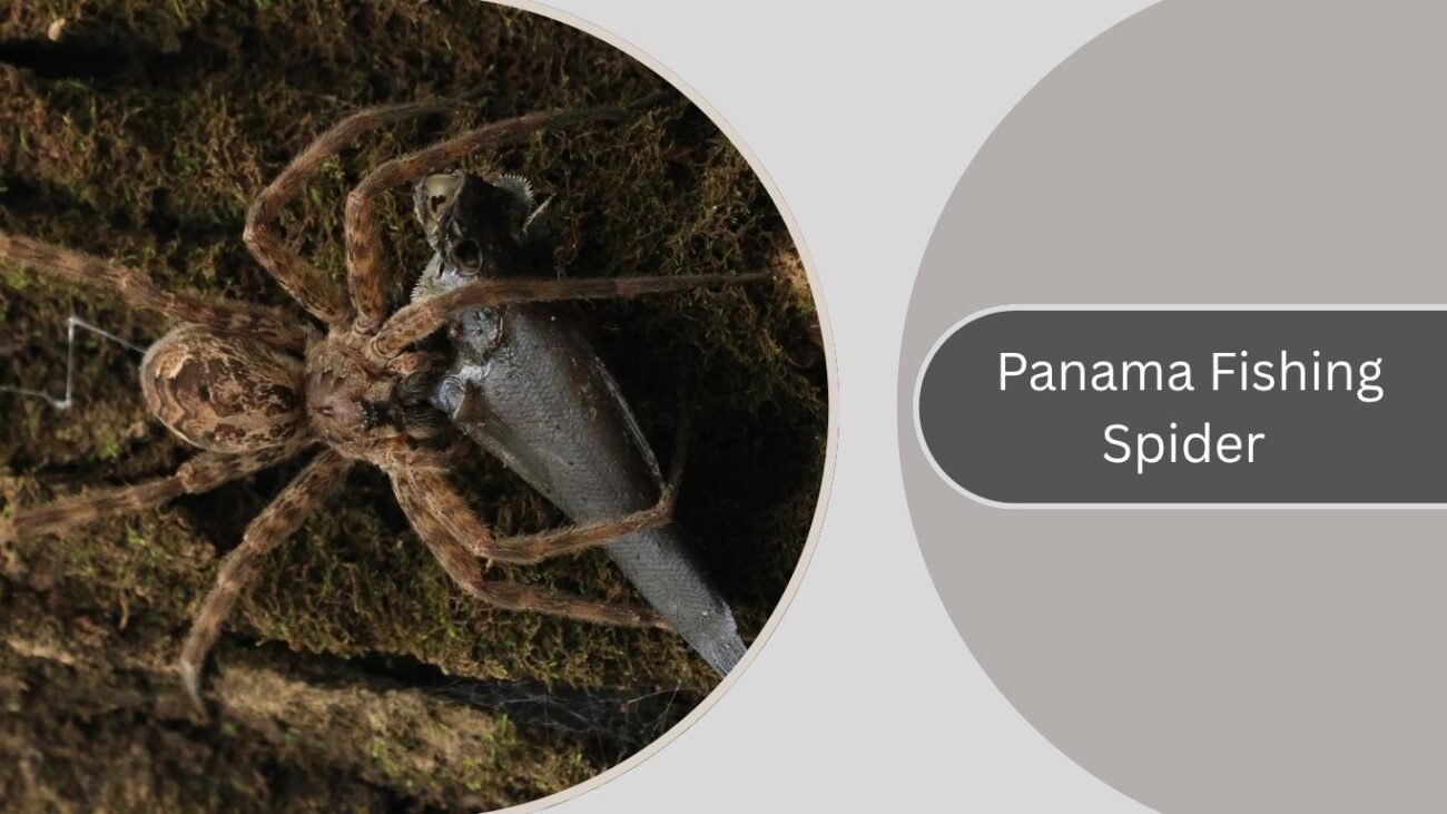 Panama Fishing Spider