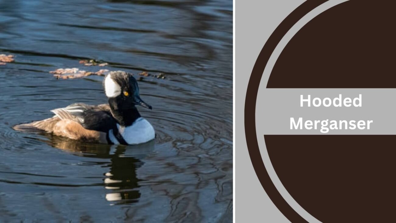Hooded Merganser