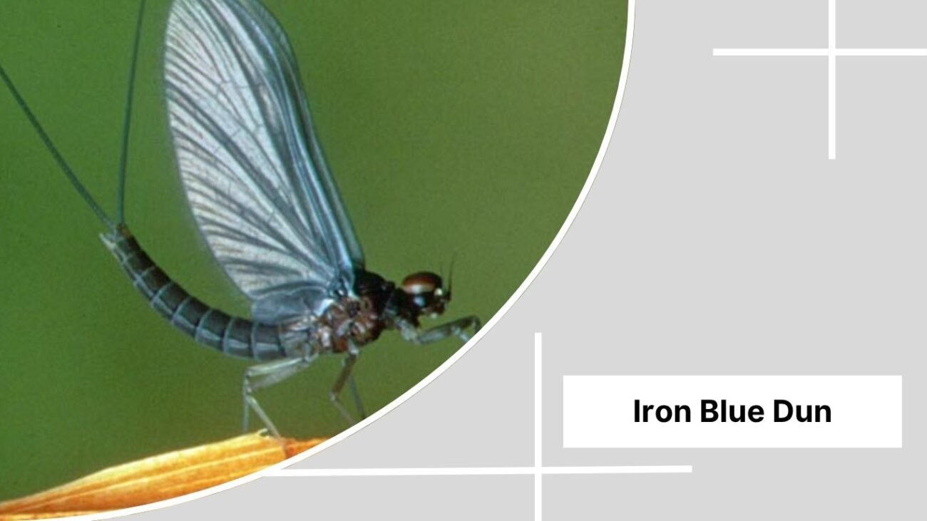  Iron Blue Dun