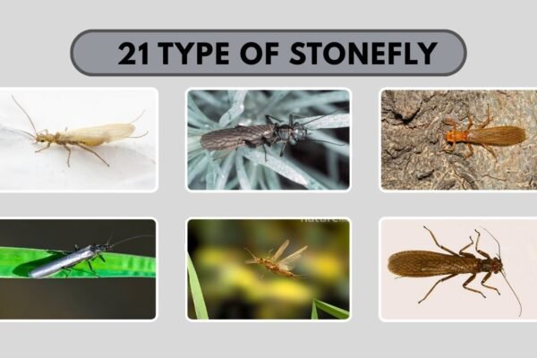21 Type of Stonefly