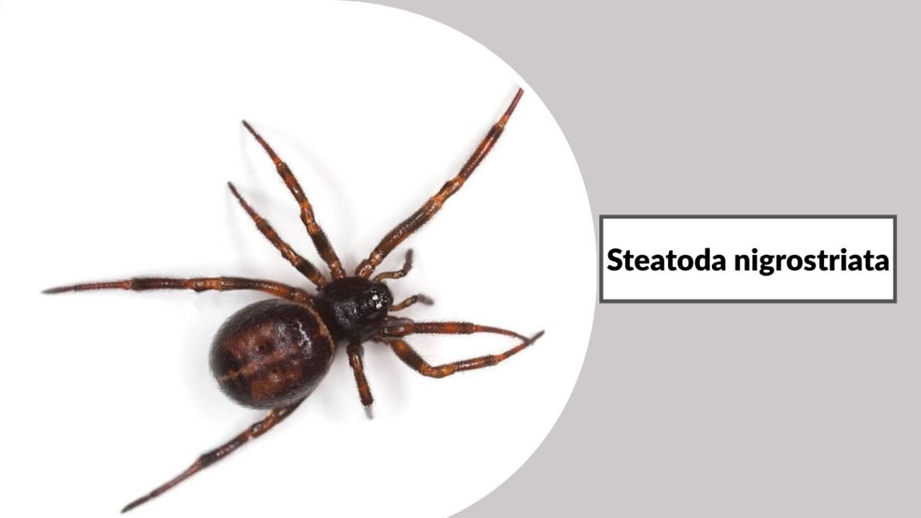Steatoda nigrostriata