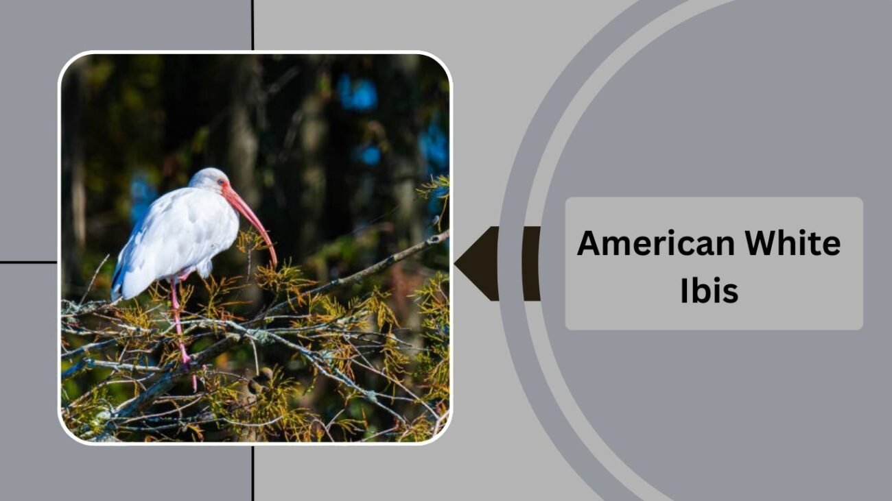 American White Ibis