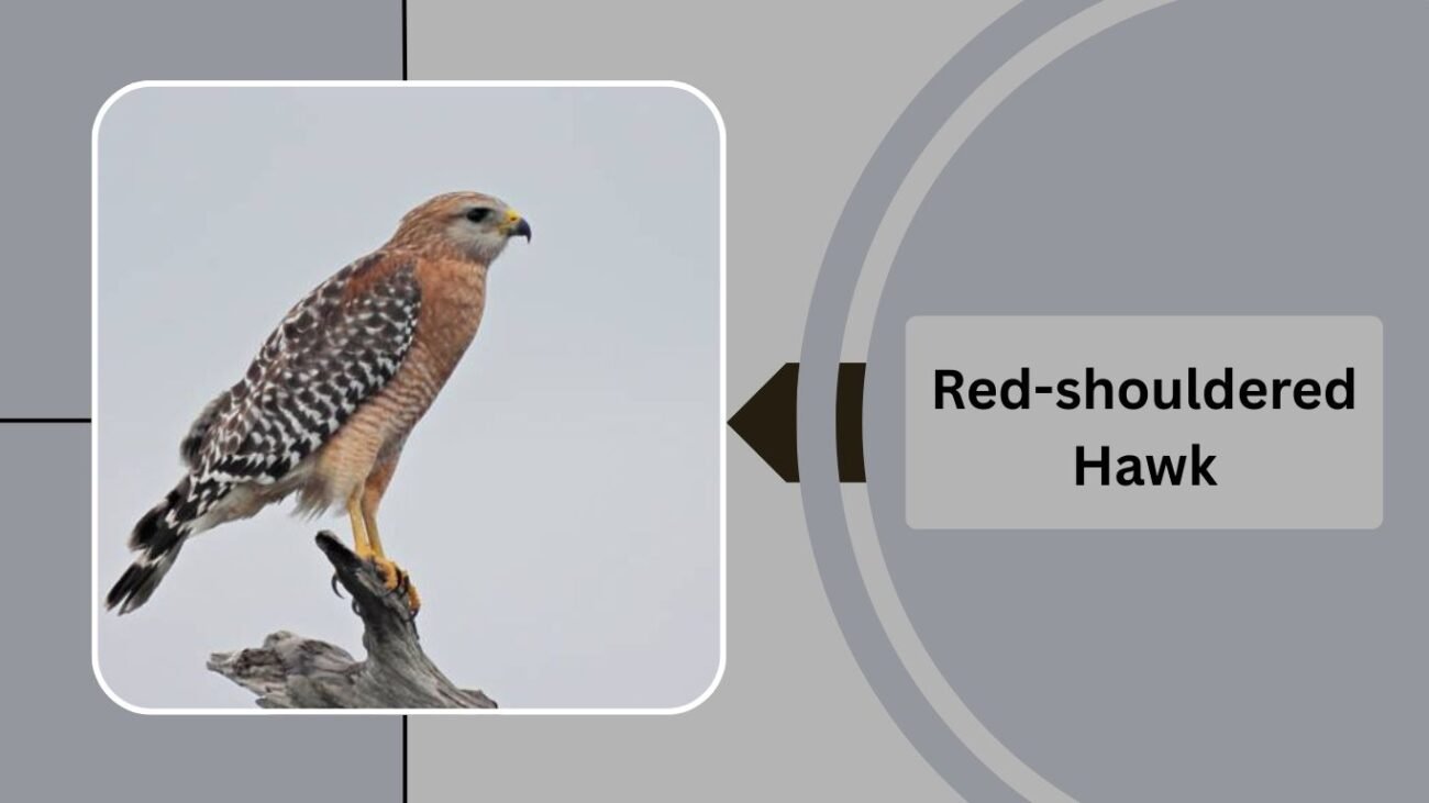 Red-shouldered Hawk 