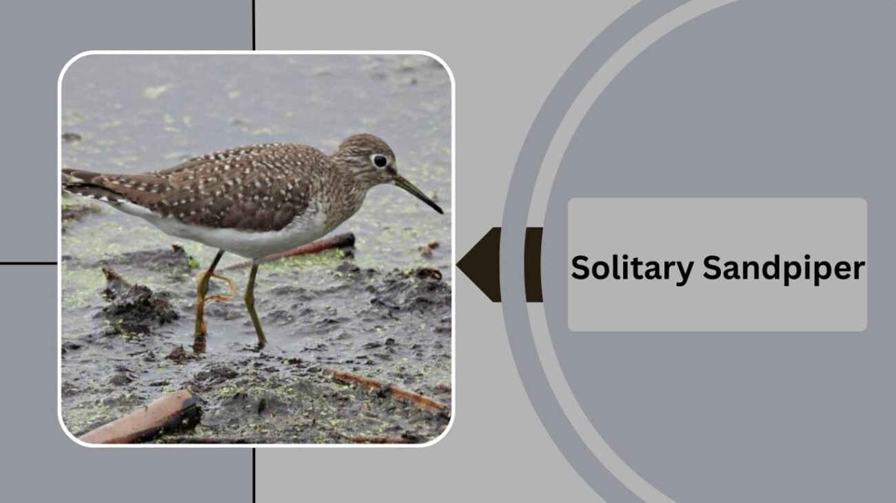  Solitary Sandpiper