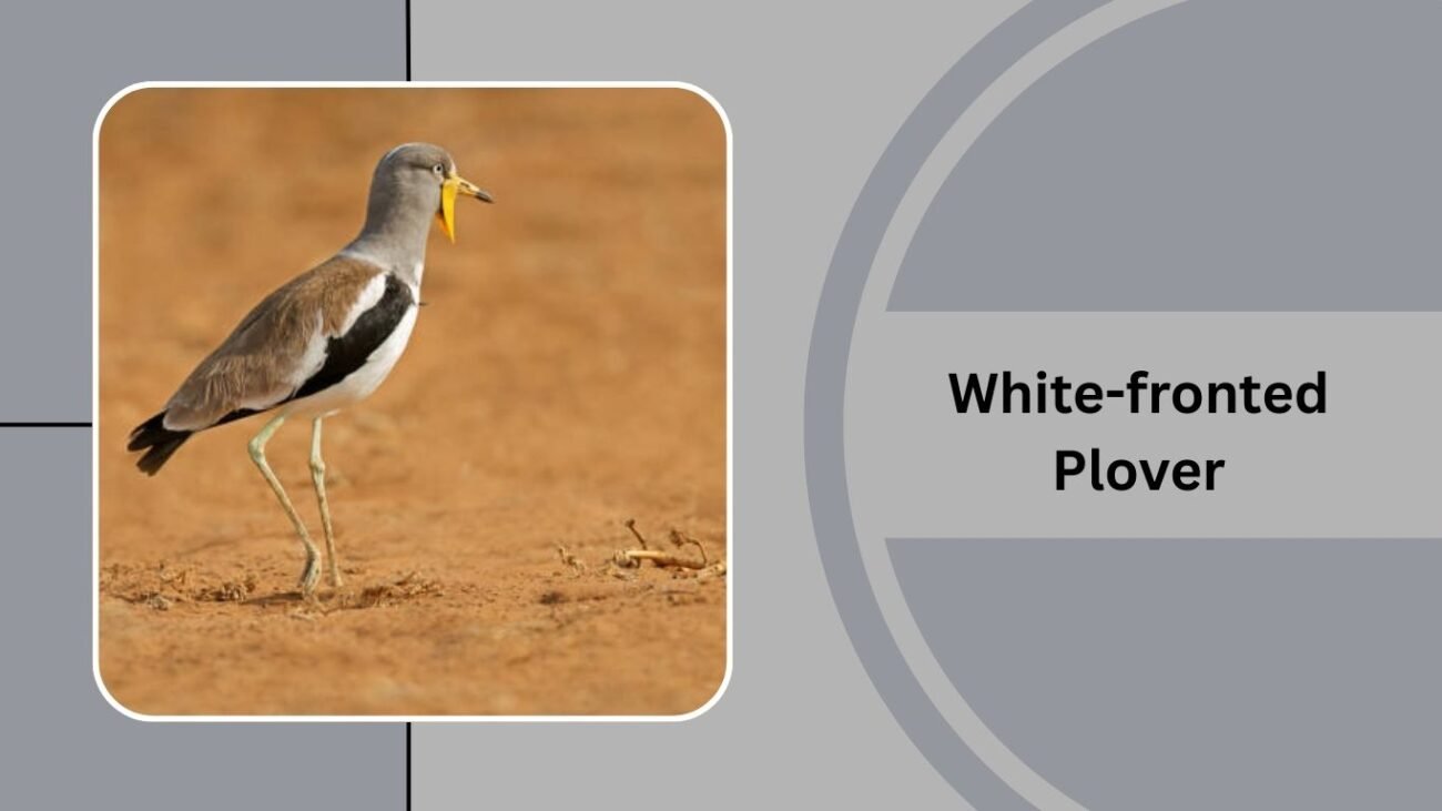 White-fronted Plover