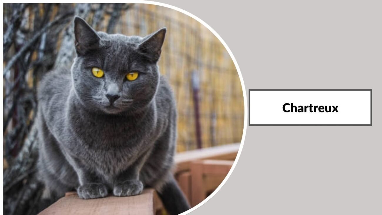 Chartreux
