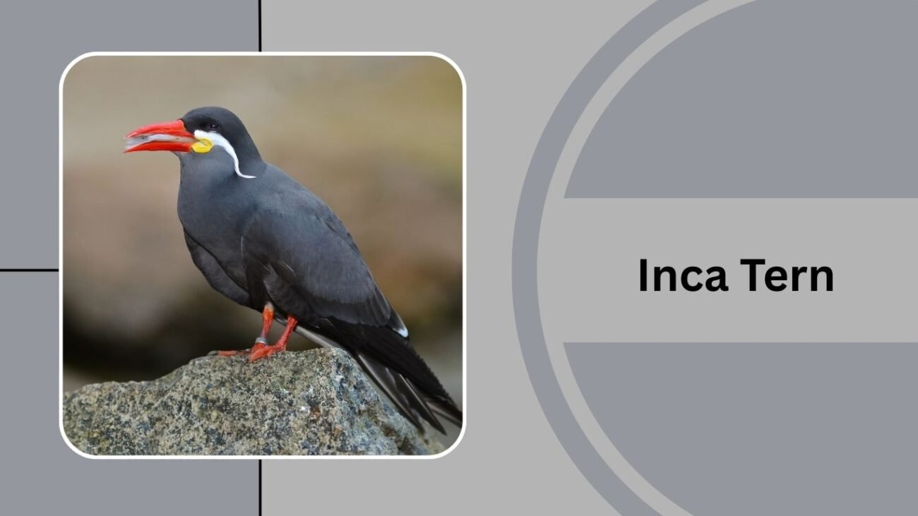 Inca Tern