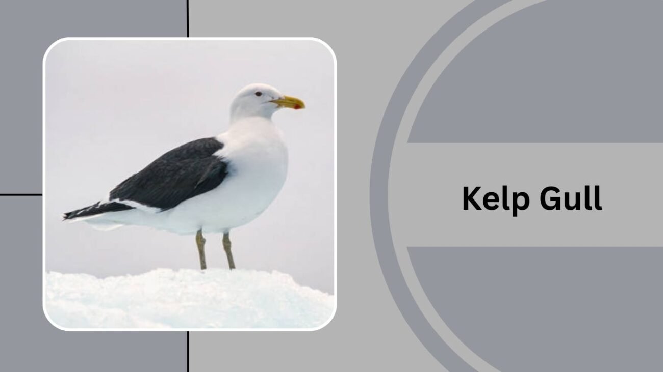 Kelp Gull