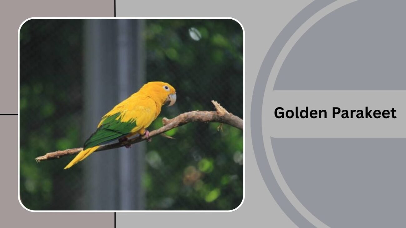 Golden Parakeet