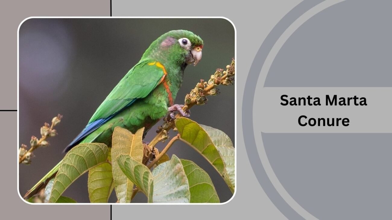 Santa Marta Conure