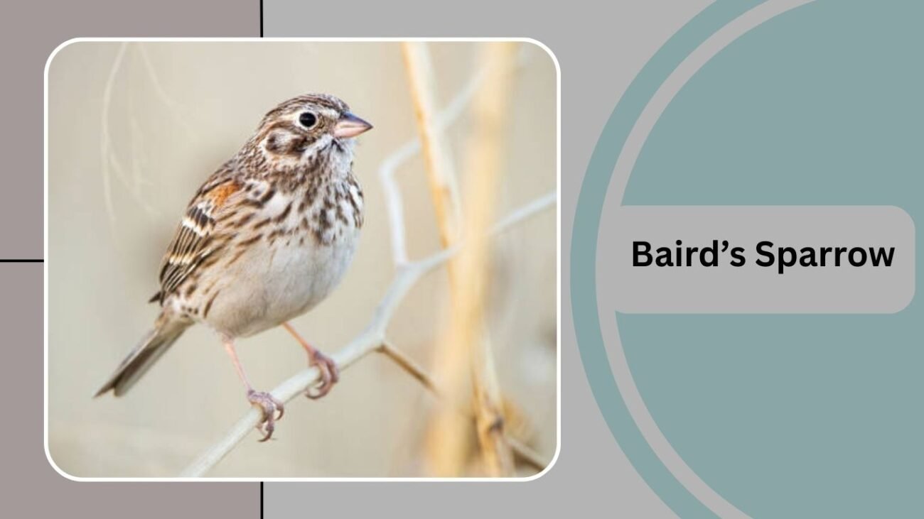 Baird’s Sparrow