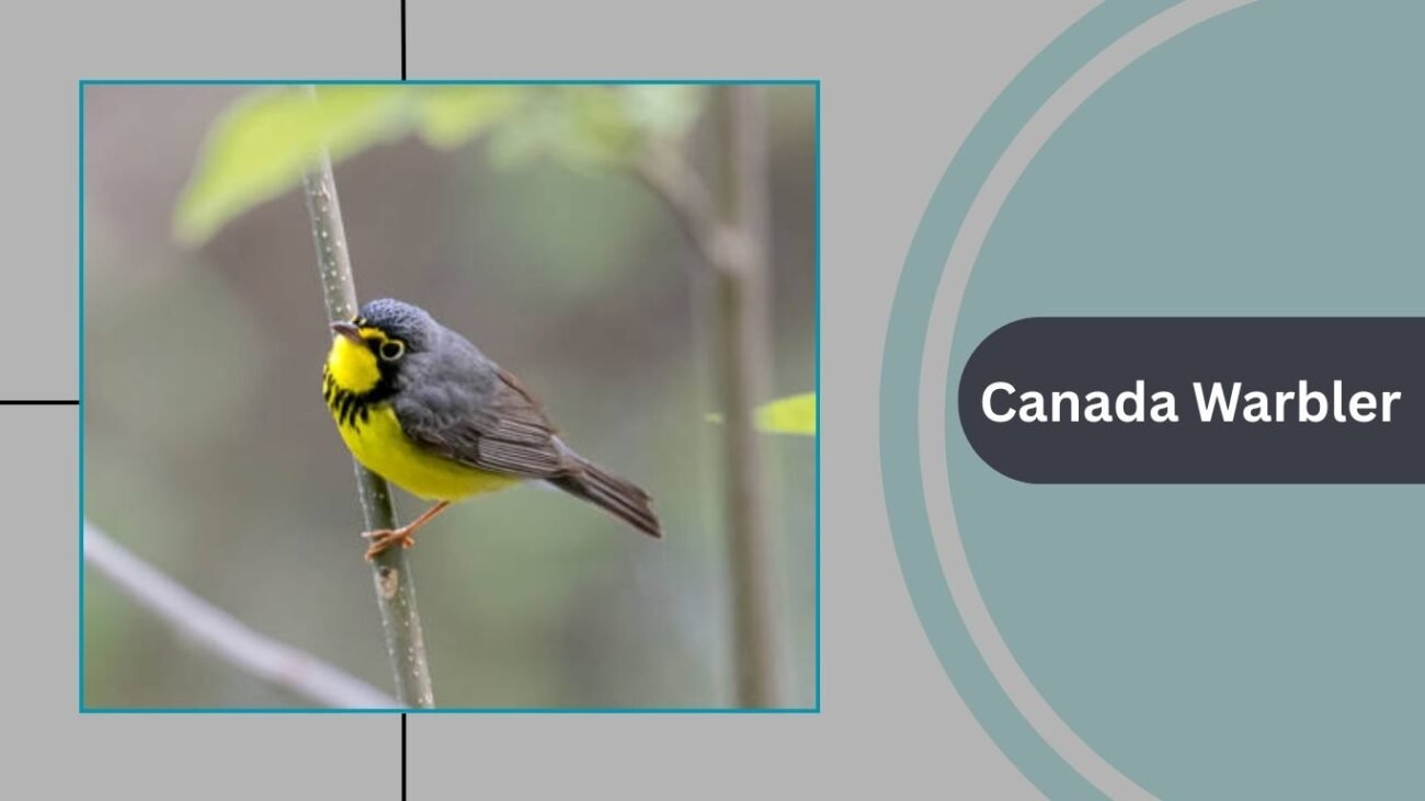 Canada Warbler