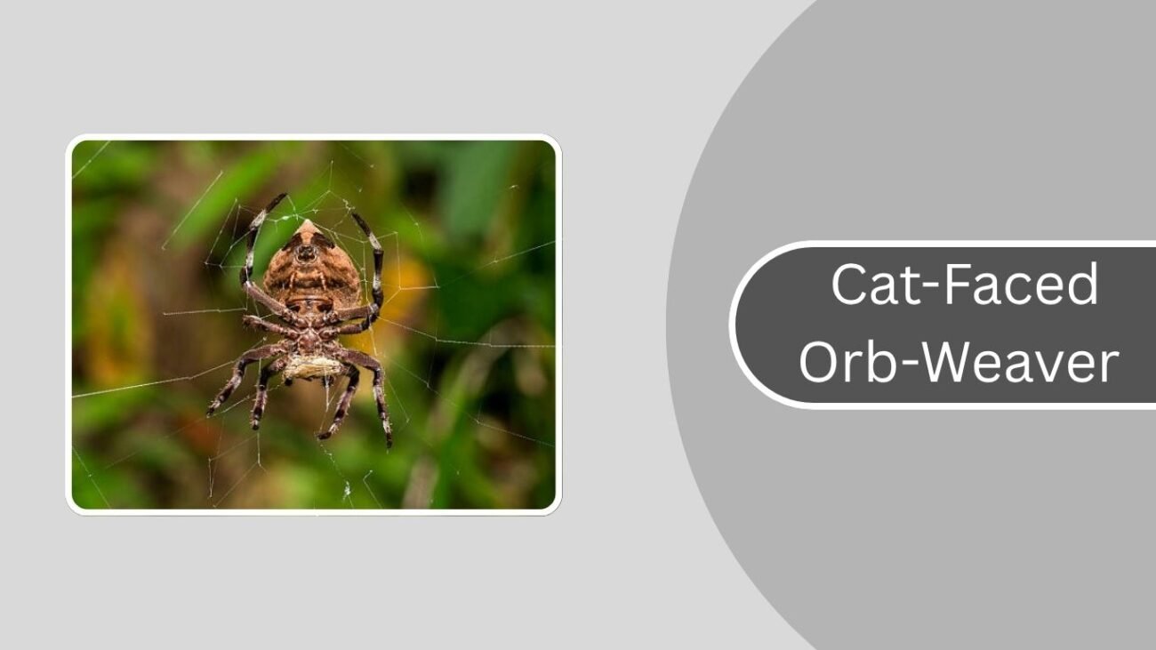 Cat-Faced Orb-Weaver