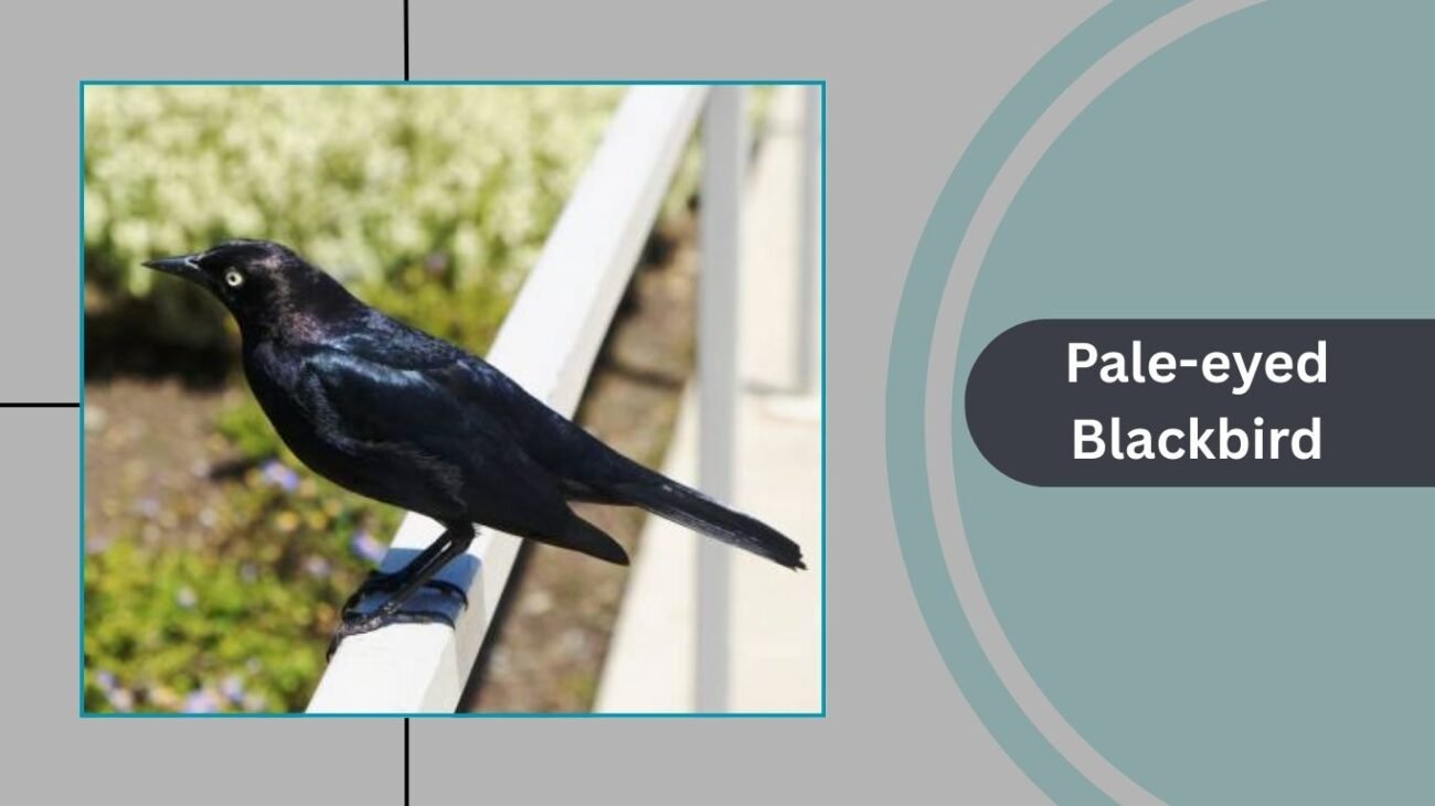 Pale-eyed Blackbird