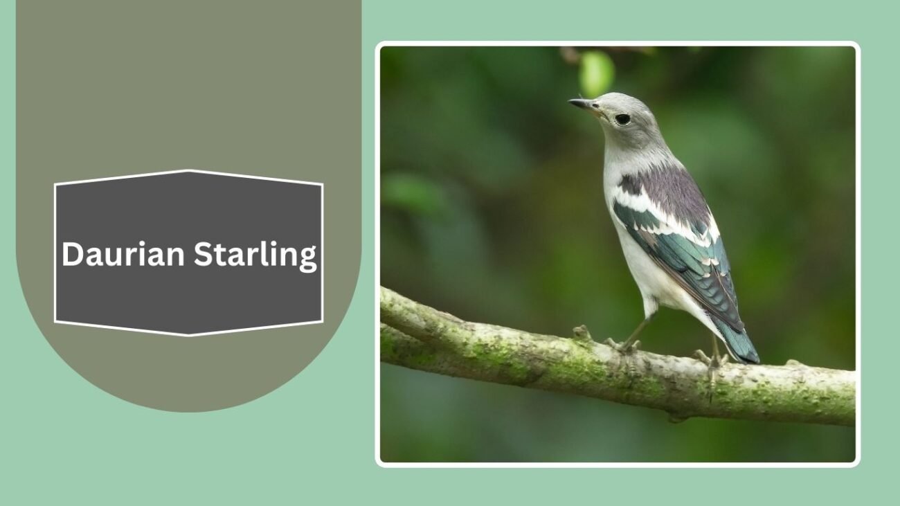 Daurian Starling