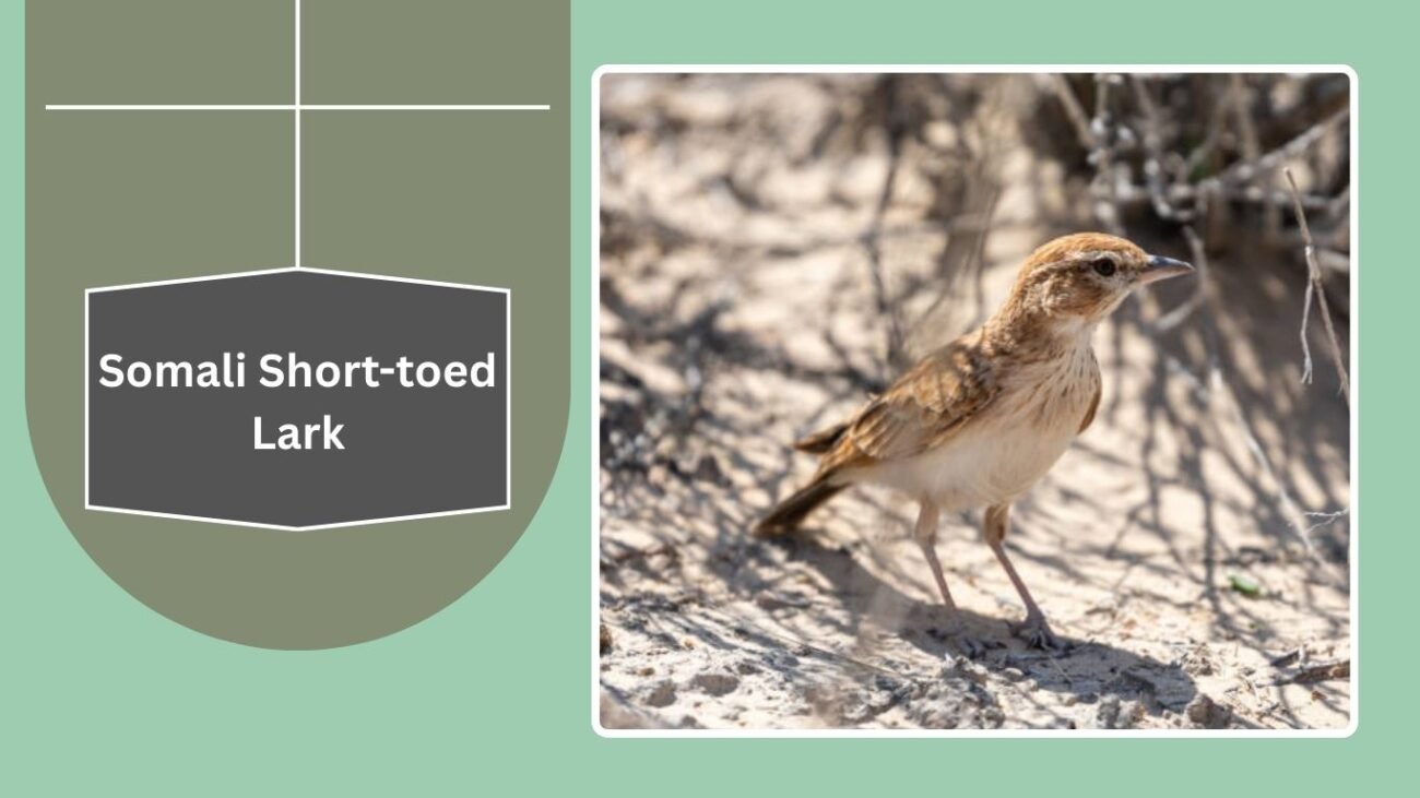 Somali Short-toed Lark