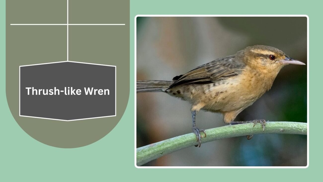 Thrush-like Wren