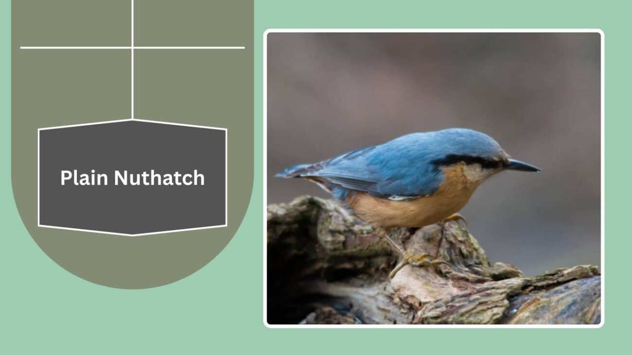 Plain Nuthatch