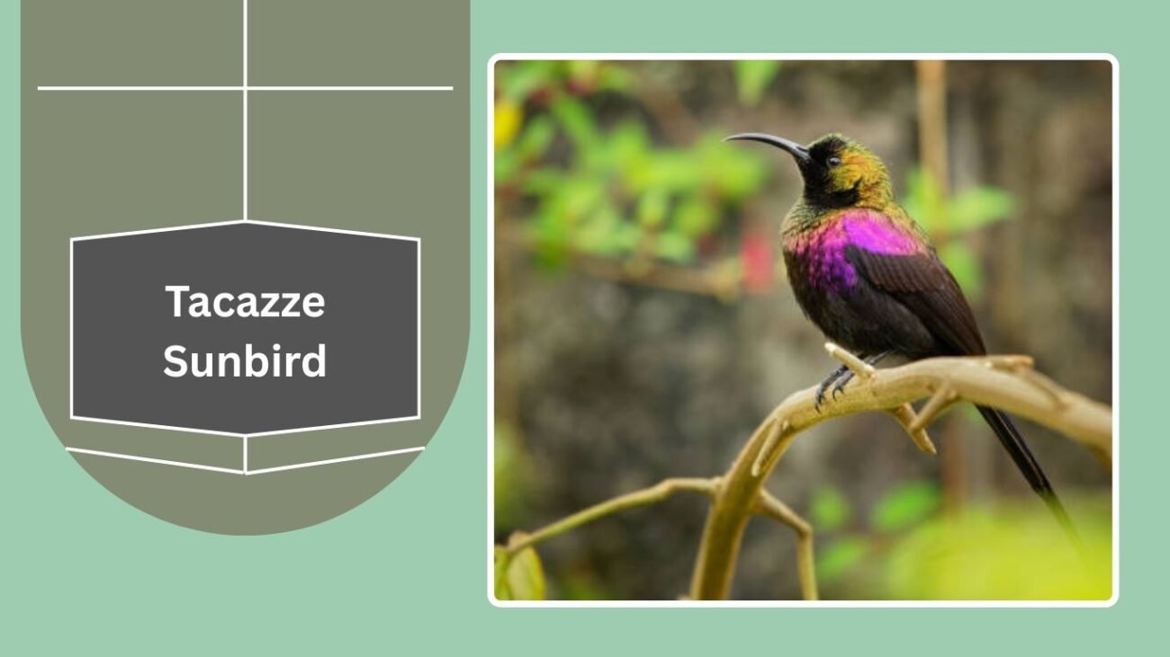 Tacazze Sunbird