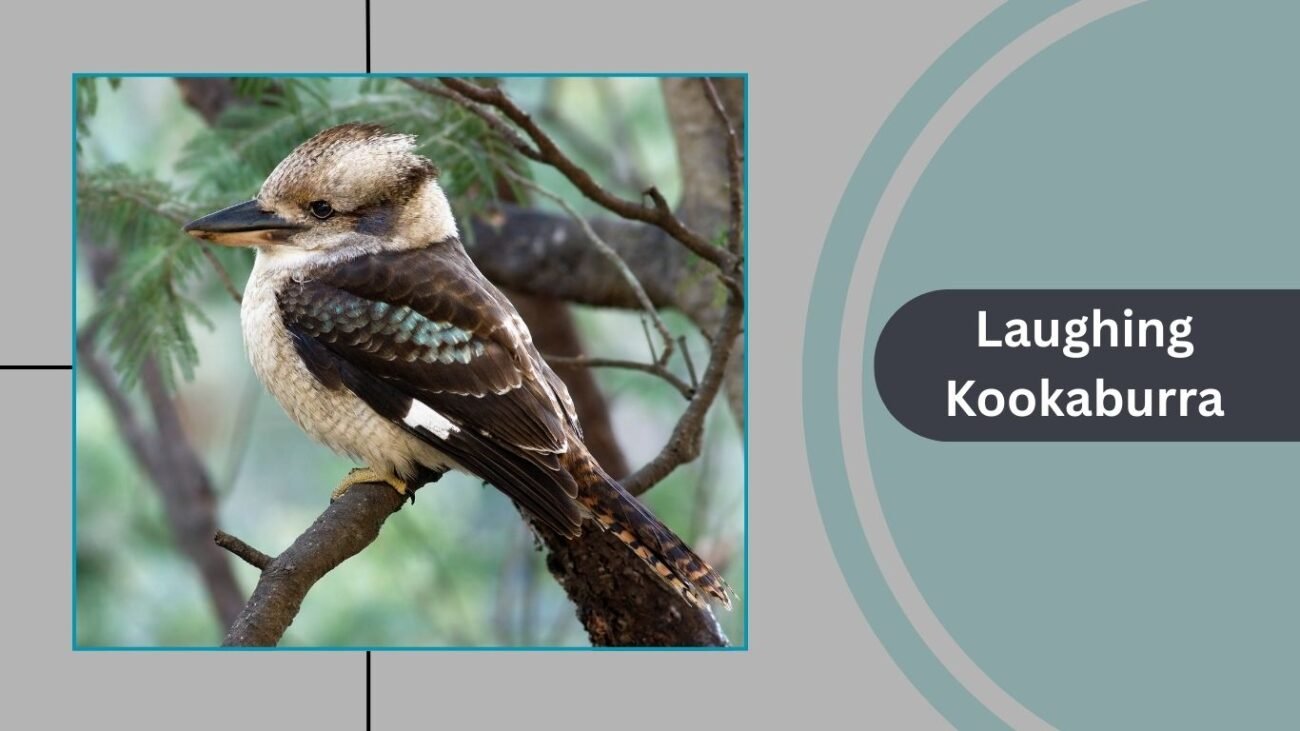 Laughing Kookaburra