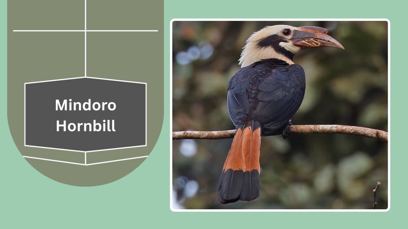Mindoro Hornbill
