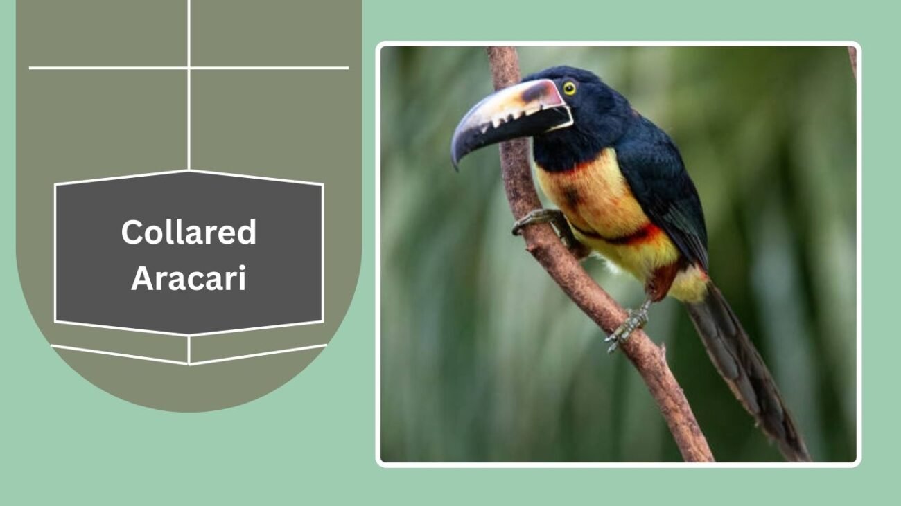 Collared Aracari