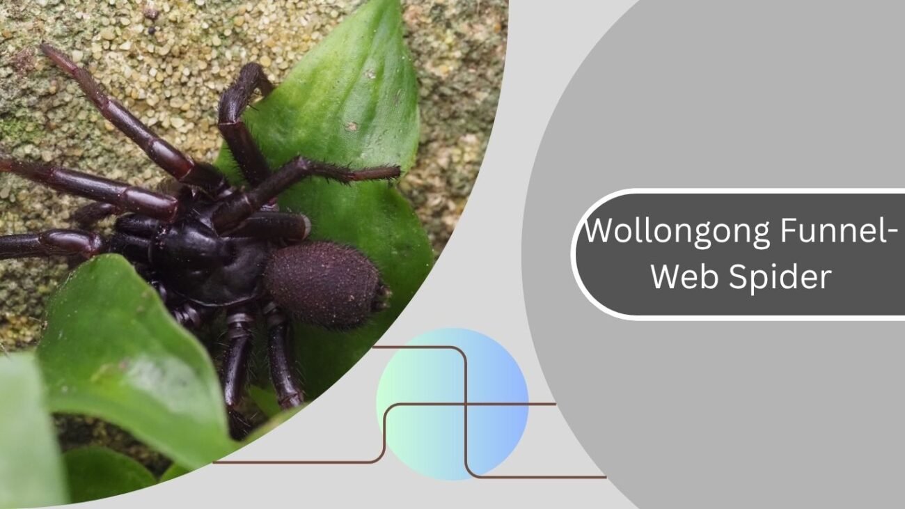 Wollongong Funnel-Web Spider