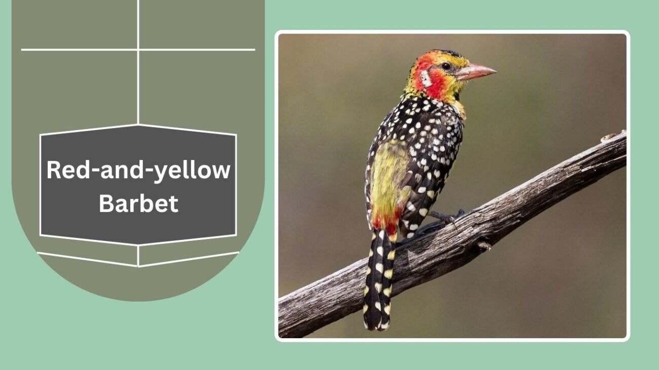 Red-and-yellow Barbet