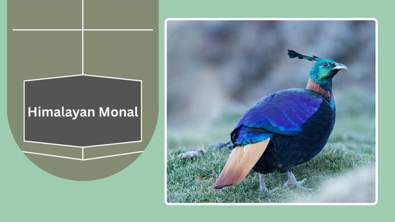 Himalayan Monal (Impeyan Pheasant)