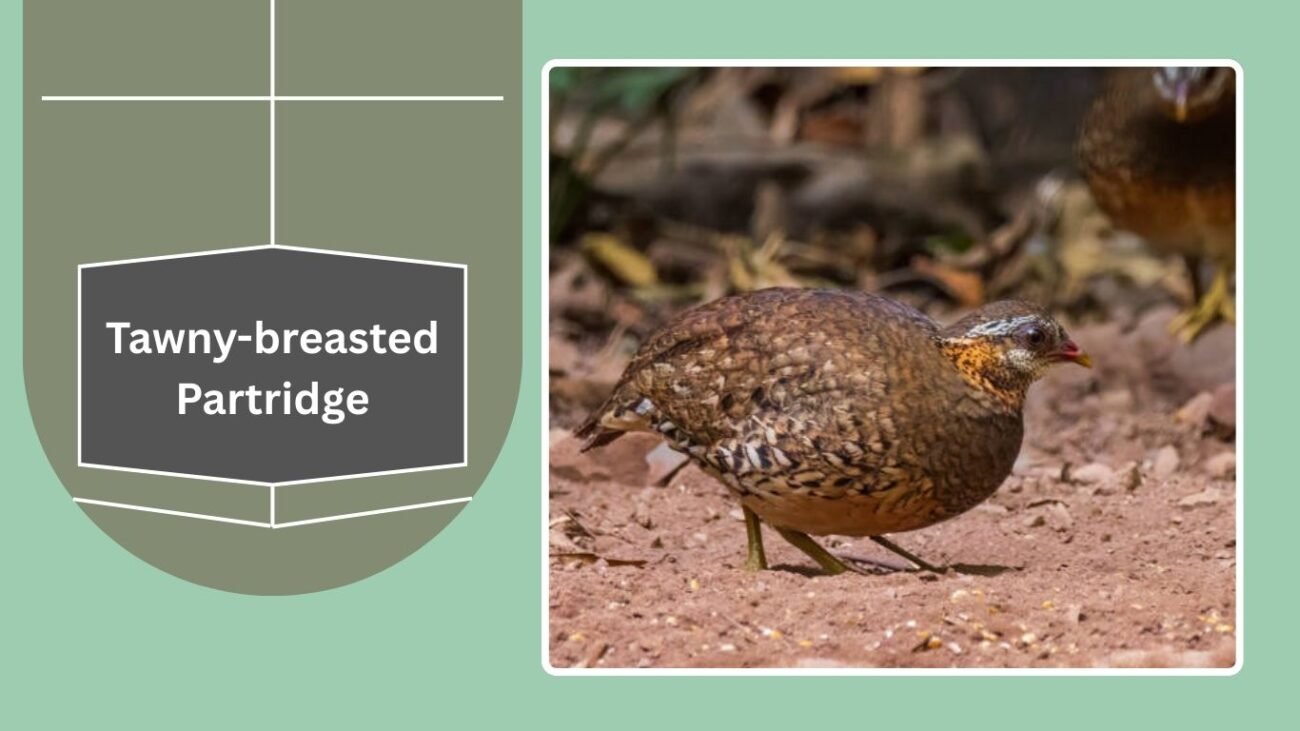 Tawny-breasted Partridge (often called Quail)