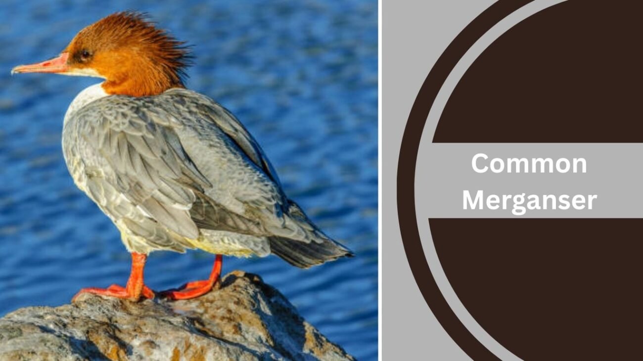 Common Merganser