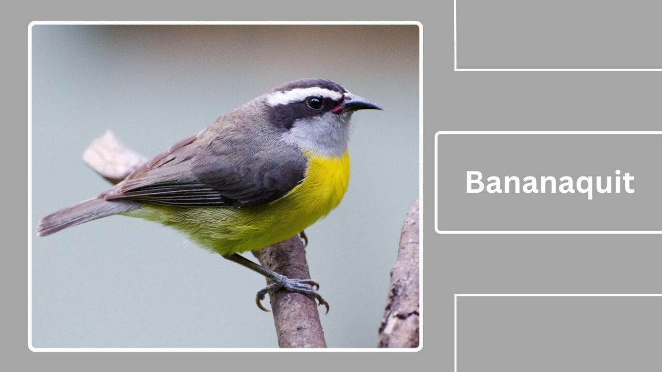 Bananaquit