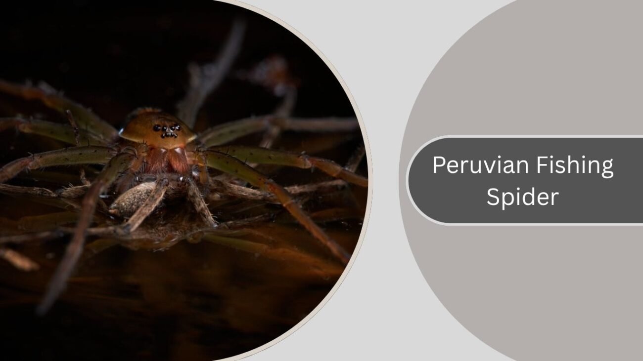 Peruvian Fishing Spider