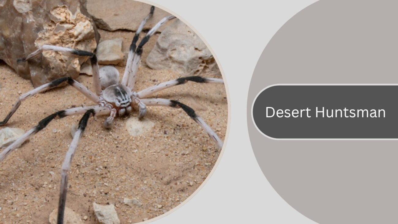 Desert Huntsman