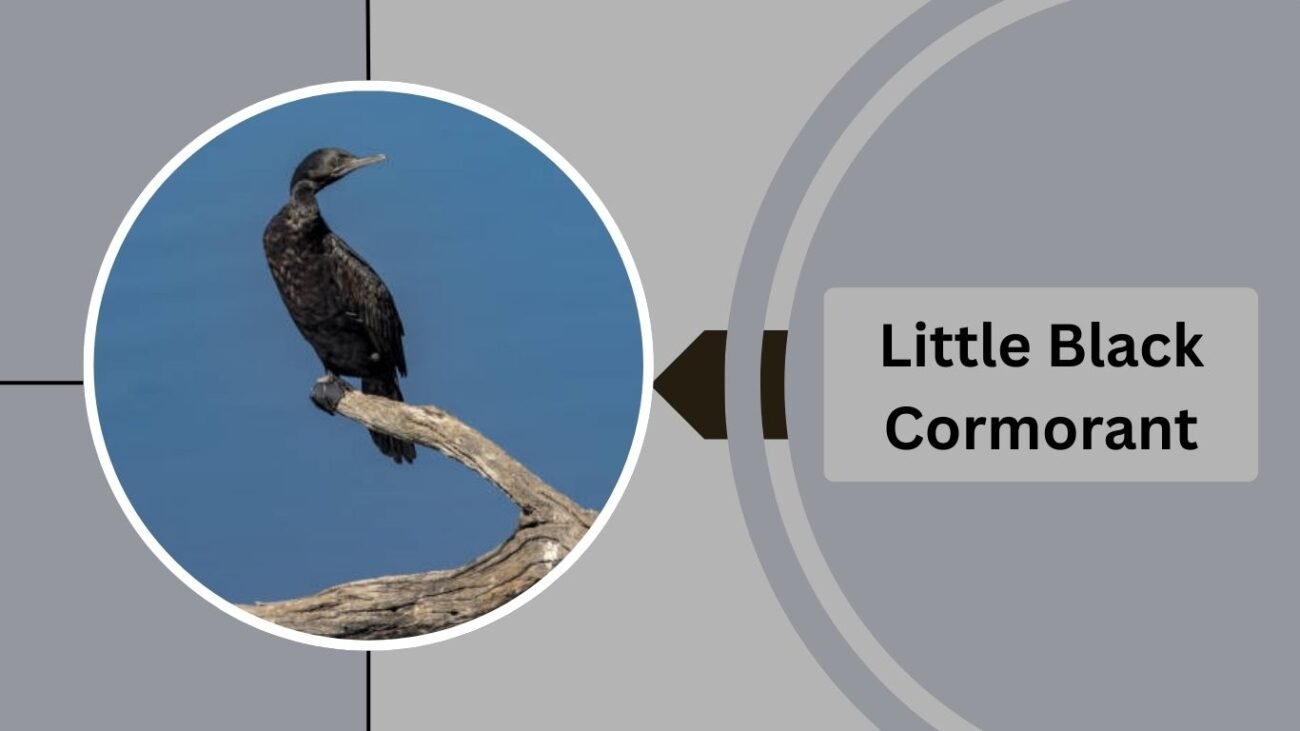  Little Black Cormorant