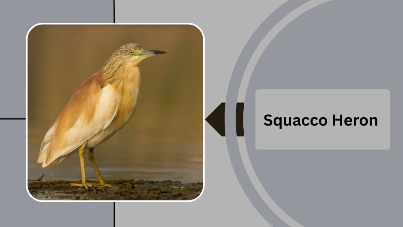 Squacco Heron