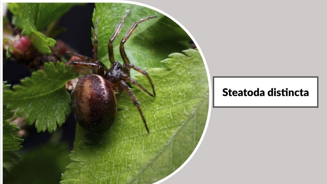 Steatoda distincta