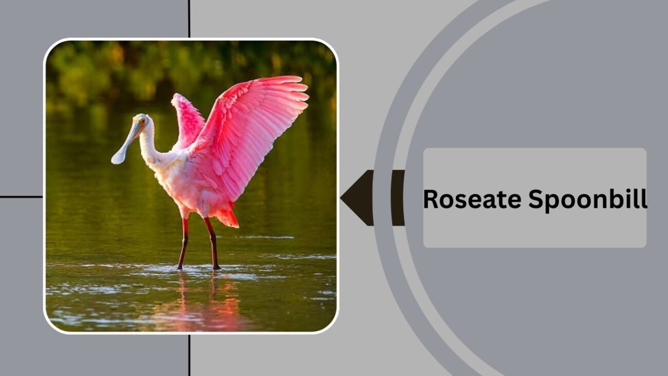 Roseate Spoonbill
