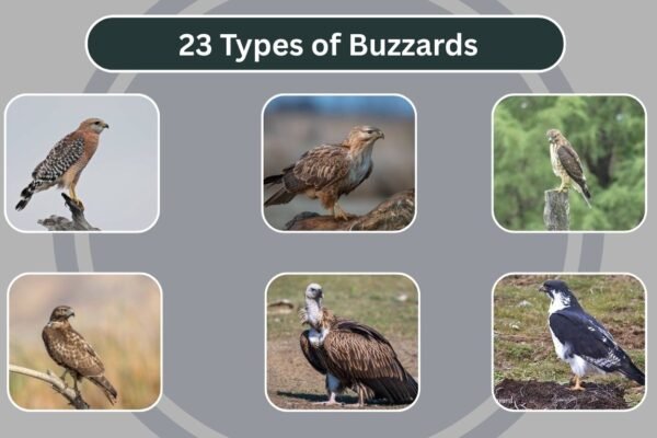 23 Types of Buzzards