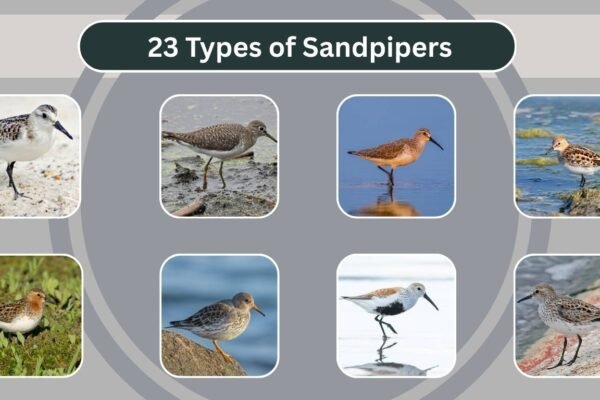23 Types of Sandpipers