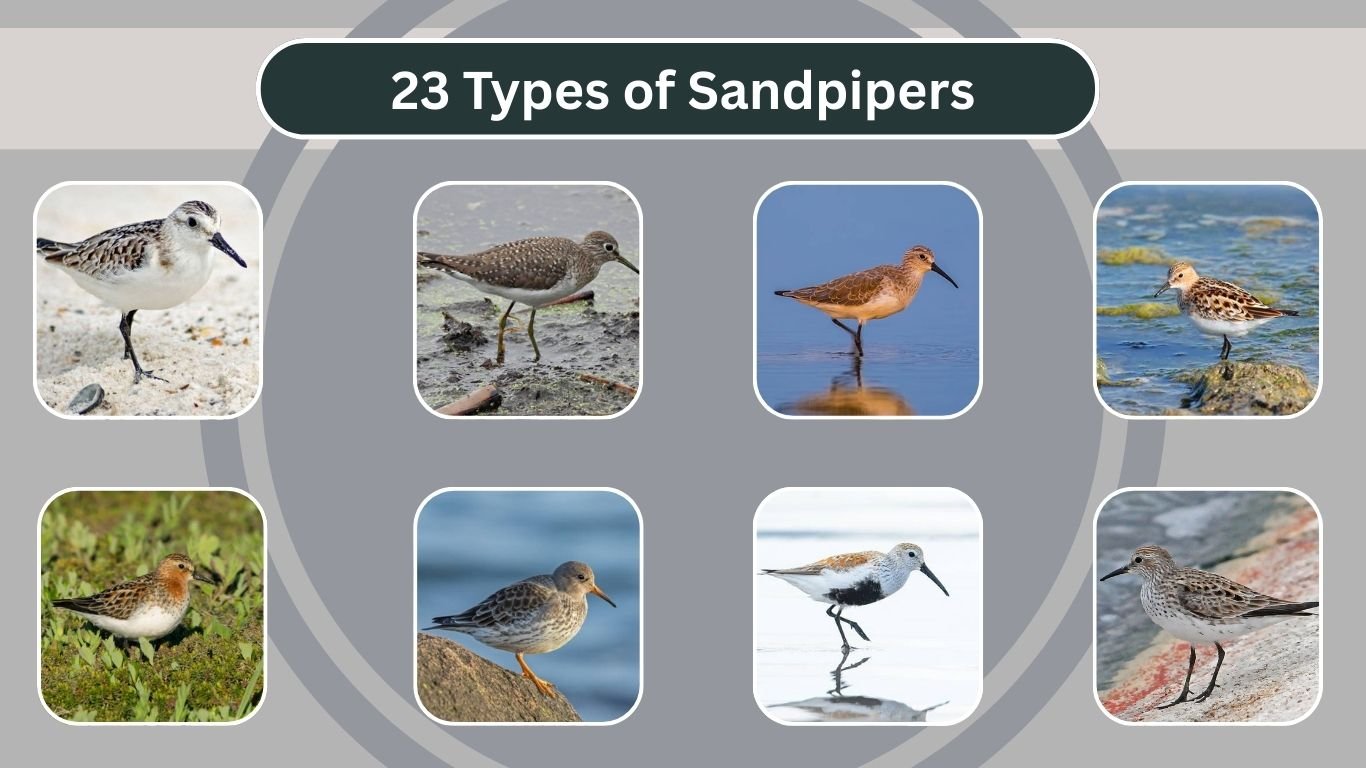 23 Types of Sandpipers