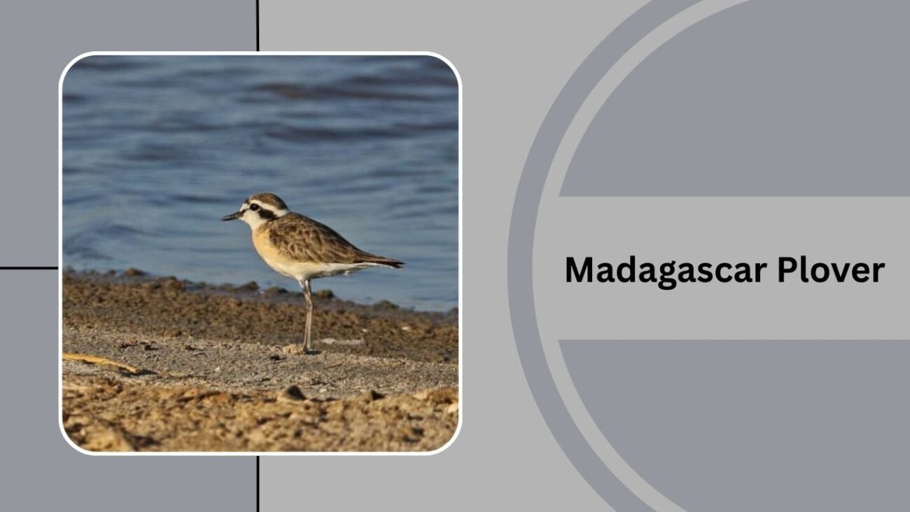 Madagascar Plover