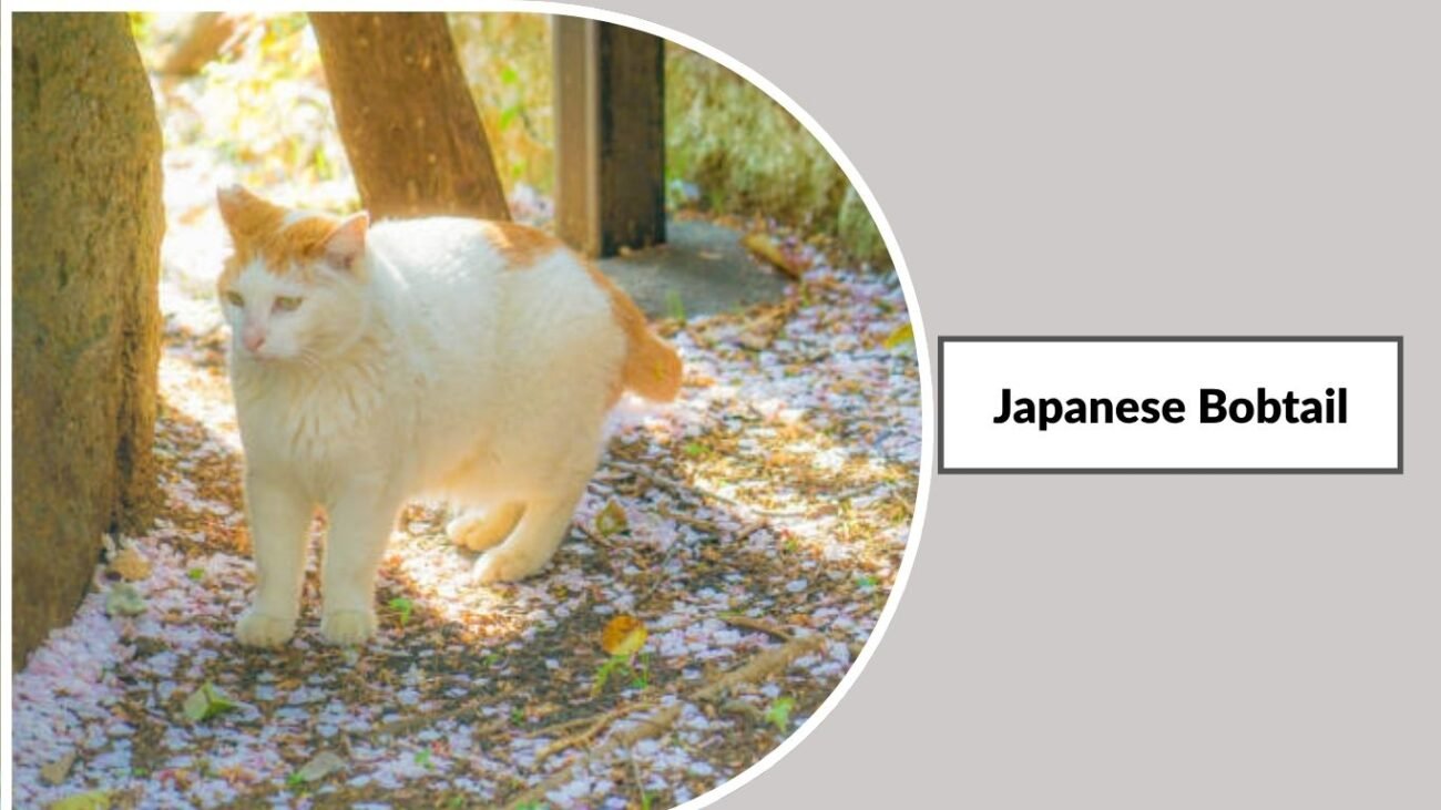 Japanese Bobtail