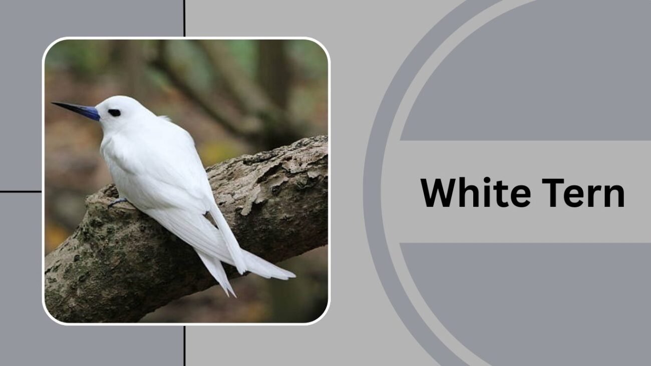 White Tern