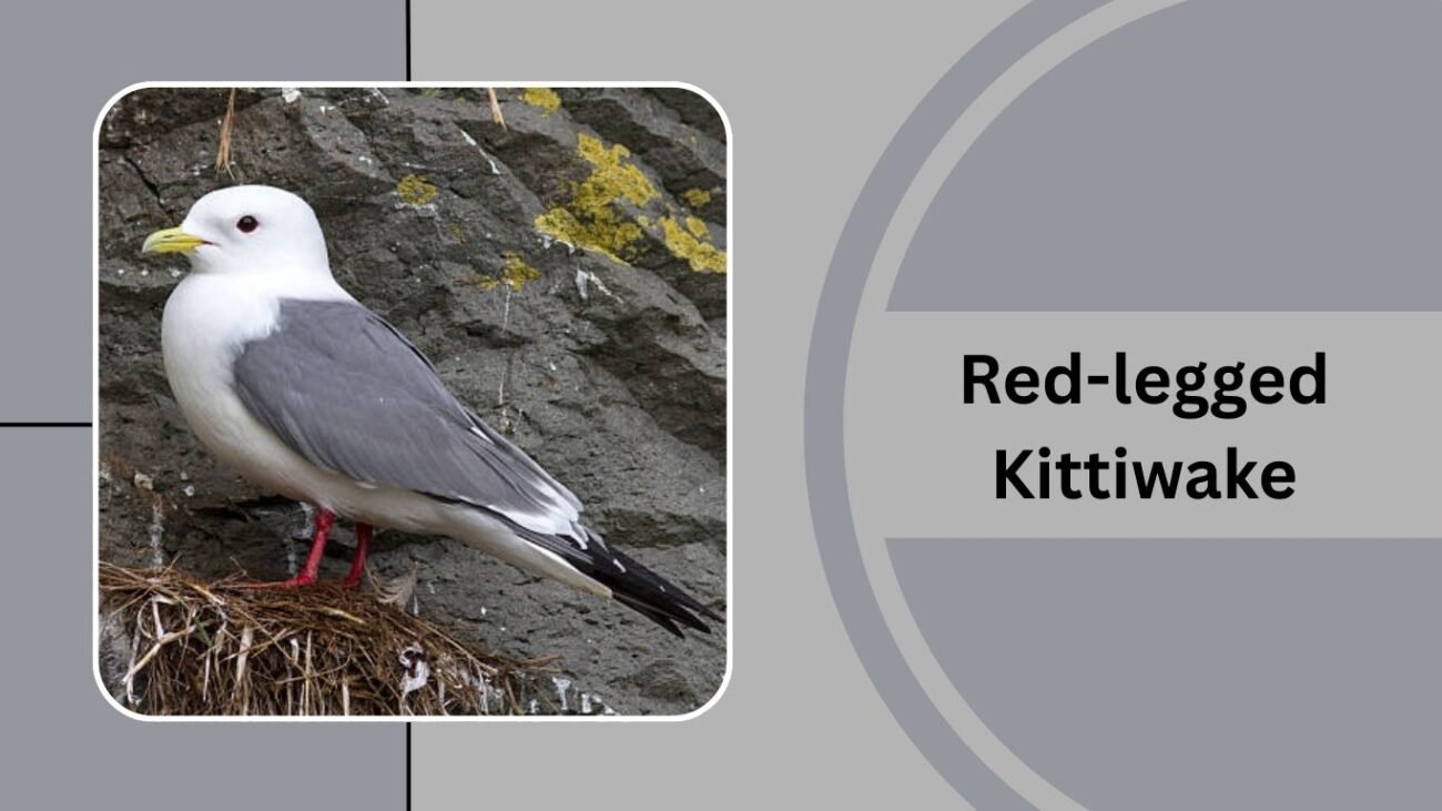 Red-legged Kittiwake