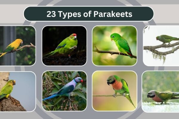 23 Types of Parakeets