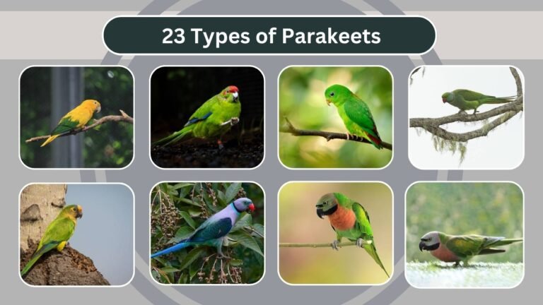23 Types of Parakeets