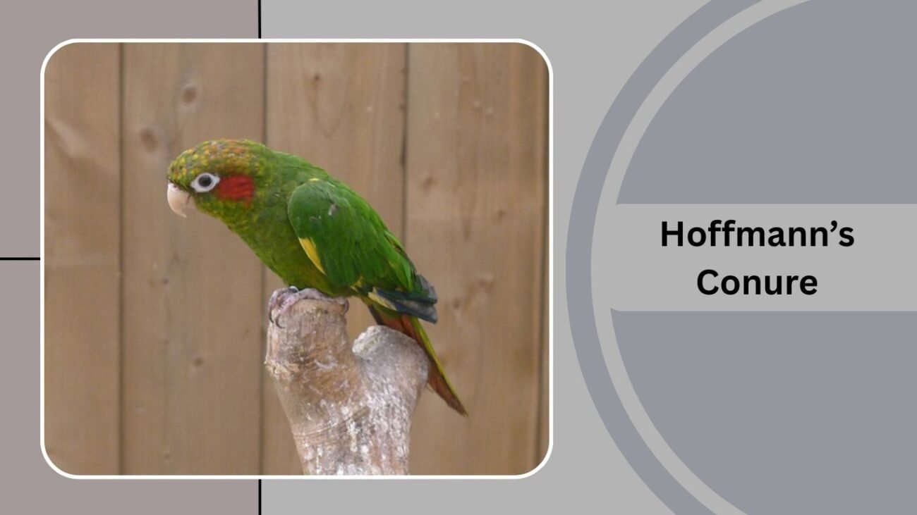 Hoffmann’s Conure